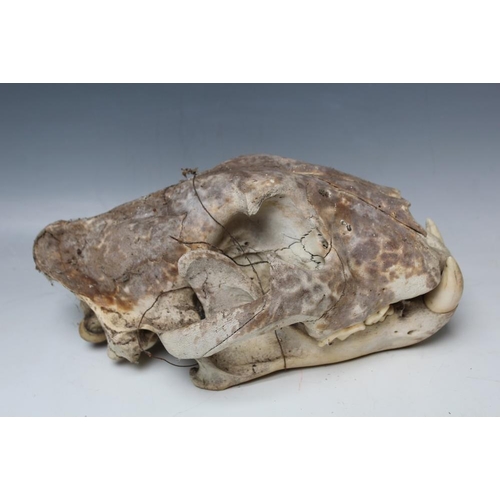 530 - A LION (PANTHERA LEO) SKULL, early/mid 20th century, with some teeth remaining, L 29 cm