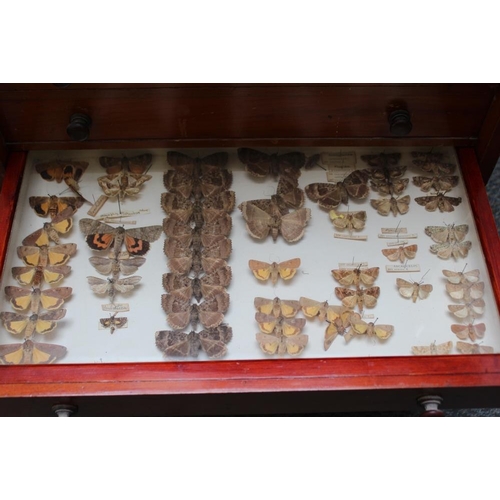 532 - A EARLY 20TH CENTURY MAHOGANY TEN DRAWER COLLECTORS CABINET WITH VARIOUS LEPIDOPTERA, one drawer emp... 