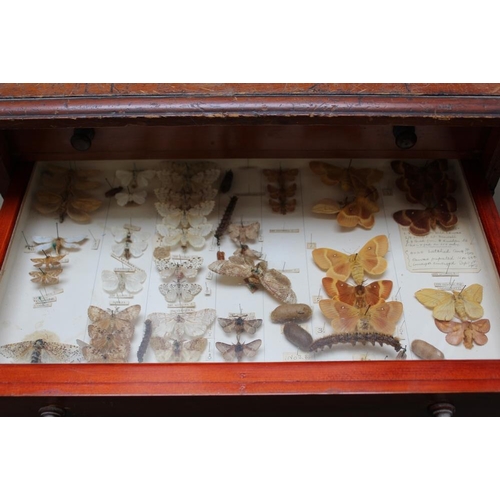 532 - A EARLY 20TH CENTURY MAHOGANY TEN DRAWER COLLECTORS CABINET WITH VARIOUS LEPIDOPTERA, one drawer emp... 