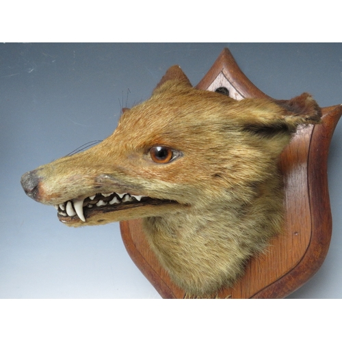 515 - TAXIDERMY - A MOUNTED FOX HEAD ON PRESENTATION SHIELD