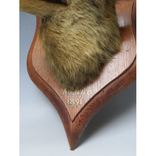 515 - TAXIDERMY - A MOUNTED FOX HEAD ON PRESENTATION SHIELD