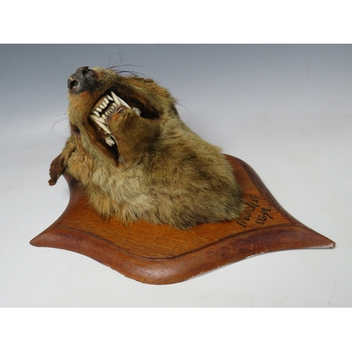 515 - TAXIDERMY - A MOUNTED FOX HEAD ON PRESENTATION SHIELD