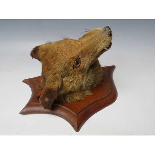 515 - TAXIDERMY - A MOUNTED FOX HEAD ON PRESENTATION SHIELD