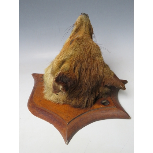 515 - TAXIDERMY - A MOUNTED FOX HEAD ON PRESENTATION SHIELD