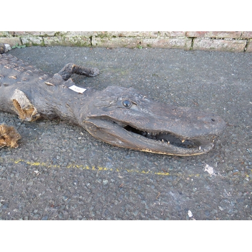 518 - TAXIDERMY - A CAIMAN CROCODILE, L 151 cm, A/FCondition Report::Loss to end of the tail and right fro... 