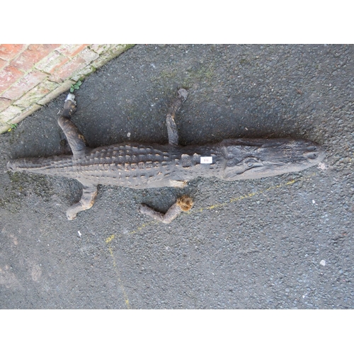 518 - TAXIDERMY - A CAIMAN CROCODILE, L 151 cm, A/FCondition Report::Loss to end of the tail and right fro... 