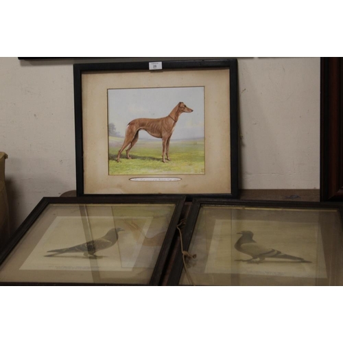 26 - TWO VINTAGE FRAMED AND GLAZED PIGEON PHOTOGRAPHS TOGETHER WITH A FRAMED PRINT OF A GREYHOUND (3)