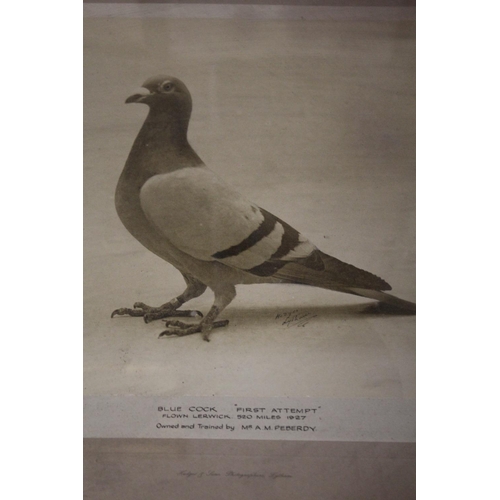 26 - TWO VINTAGE FRAMED AND GLAZED PIGEON PHOTOGRAPHS TOGETHER WITH A FRAMED PRINT OF A GREYHOUND (3)