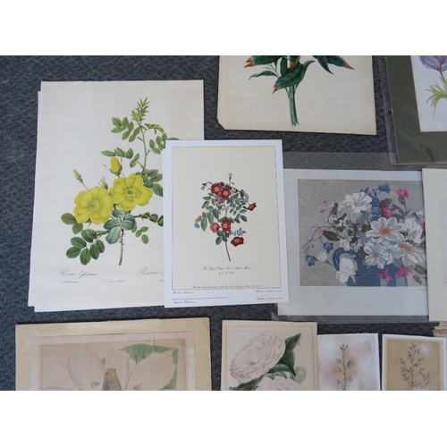 20 - A FOLDER OF ASSORTED HORTICULTURAL COLOURED MIXED MEDIA STUDIES, to include prints, lithographs and ... 