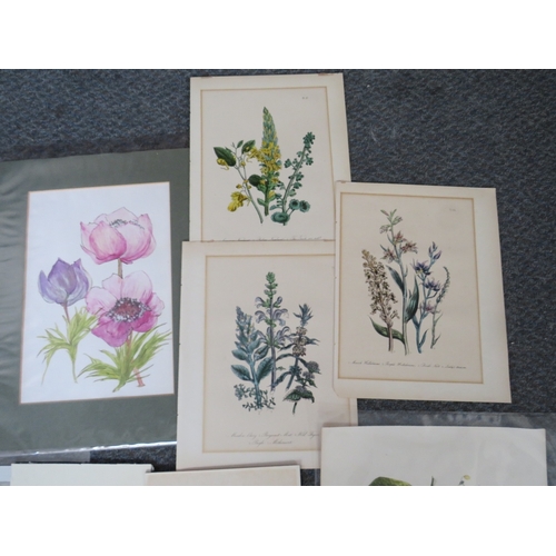 20 - A FOLDER OF ASSORTED HORTICULTURAL COLOURED MIXED MEDIA STUDIES, to include prints, lithographs and ... 