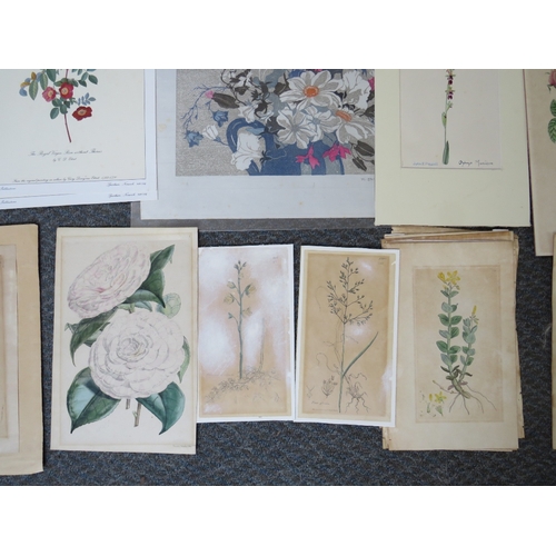 20 - A FOLDER OF ASSORTED HORTICULTURAL COLOURED MIXED MEDIA STUDIES, to include prints, lithographs and ... 