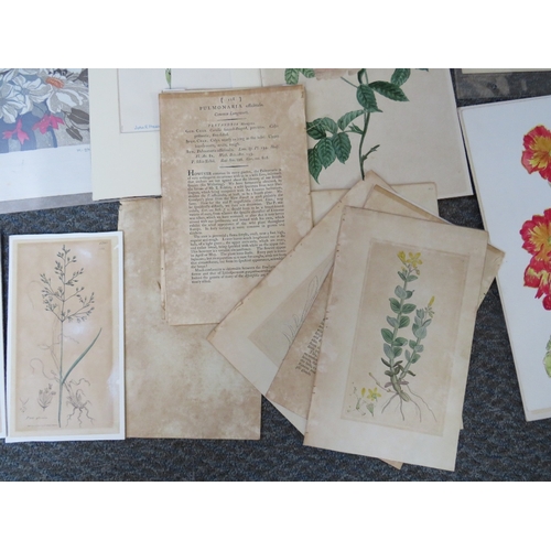 20 - A FOLDER OF ASSORTED HORTICULTURAL COLOURED MIXED MEDIA STUDIES, to include prints, lithographs and ... 