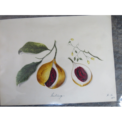 20 - A FOLDER OF ASSORTED HORTICULTURAL COLOURED MIXED MEDIA STUDIES, to include prints, lithographs and ... 