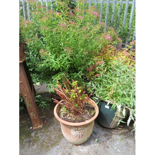 557 - FOUR TERRACOTTA AND STONE PLANTERS WITH ASSORTED BUSHES / PLANTS