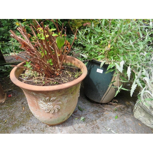 557 - FOUR TERRACOTTA AND STONE PLANTERS WITH ASSORTED BUSHES / PLANTS