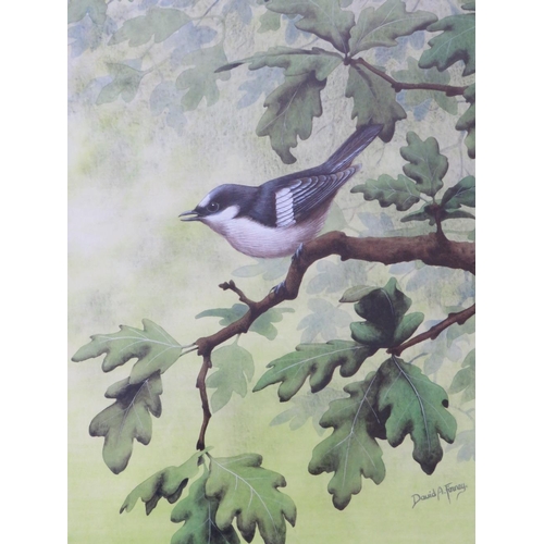 63 - DAVID ALAN FINNEY (b.1961). Study of a pied wagtail in an oak tree, see verso, signed lower right, w... 