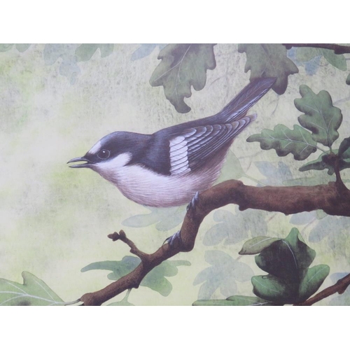 63 - DAVID ALAN FINNEY (b.1961). Study of a pied wagtail in an oak tree, see verso, signed lower right, w... 
