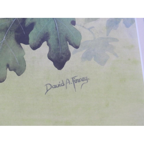 63 - DAVID ALAN FINNEY (b.1961). Study of a pied wagtail in an oak tree, see verso, signed lower right, w... 