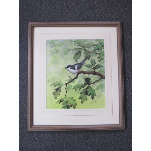 63 - DAVID ALAN FINNEY (b.1961). Study of a pied wagtail in an oak tree, see verso, signed lower right, w... 