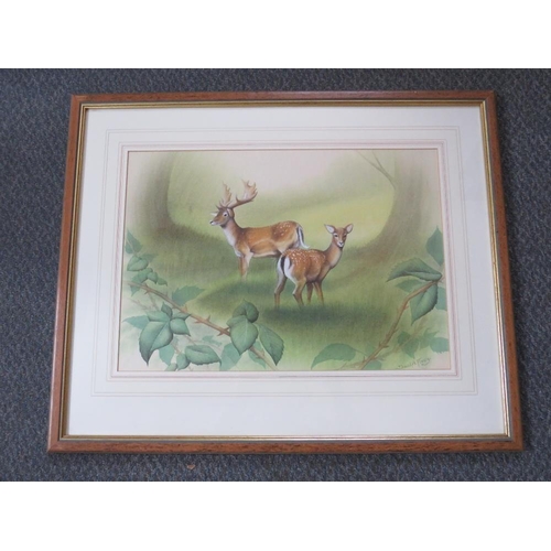 64 - DAVID ALAN FINNEY (b.1961). Study of two fallow deer in a woodland clearing, signed lower right, wat... 
