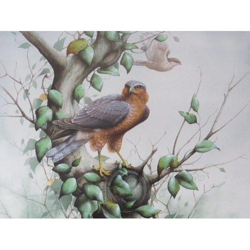 67 - DAVID ALAN FINNEY (b.1961). Study of two kestrels, one perched on a tree branch, signed lower left, ... 