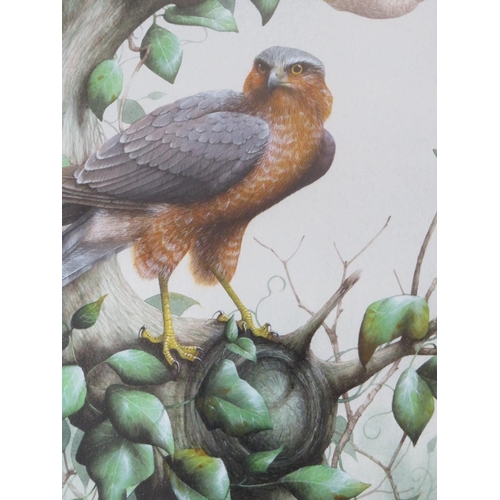 67 - DAVID ALAN FINNEY (b.1961). Study of two kestrels, one perched on a tree branch, signed lower left, ... 