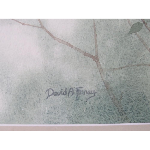 67 - DAVID ALAN FINNEY (b.1961). Study of two kestrels, one perched on a tree branch, signed lower left, ... 