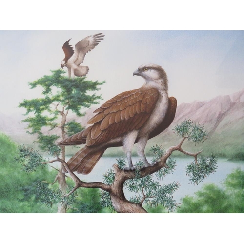68 - DAVID ALAN FINNEY (b.1961). Study of two ospreys, both perched in a tree, signed lower left, waterco... 