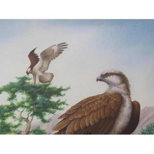 68 - DAVID ALAN FINNEY (b.1961). Study of two ospreys, both perched in a tree, signed lower left, waterco... 