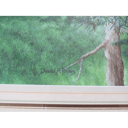 68 - DAVID ALAN FINNEY (b.1961). Study of two ospreys, both perched in a tree, signed lower left, waterco... 