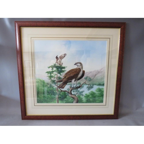 68 - DAVID ALAN FINNEY (b.1961). Study of two ospreys, both perched in a tree, signed lower left, waterco... 