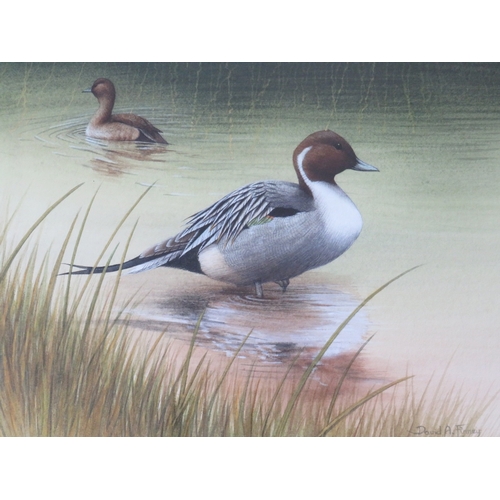 75 - DAVID A FINNEY (b.1961). Study of two pintail ducks at the waters edge, signed lower right, watercol... 