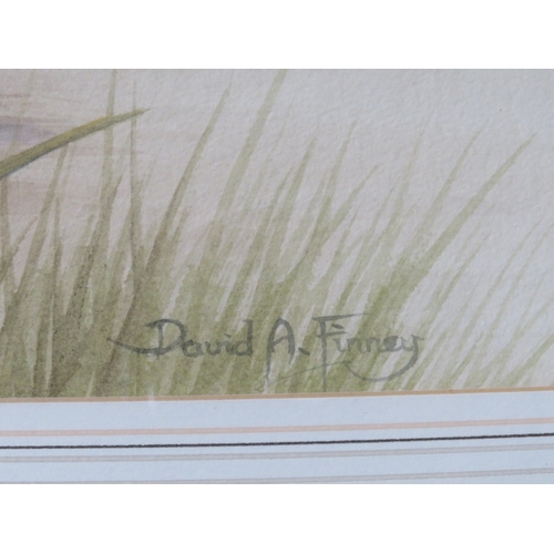 75 - DAVID A FINNEY (b.1961). Study of two pintail ducks at the waters edge, signed lower right, watercol... 