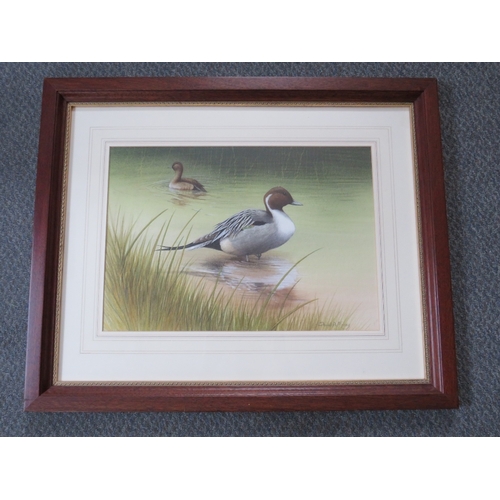 75 - DAVID A FINNEY (b.1961). Study of two pintail ducks at the waters edge, signed lower right, watercol... 