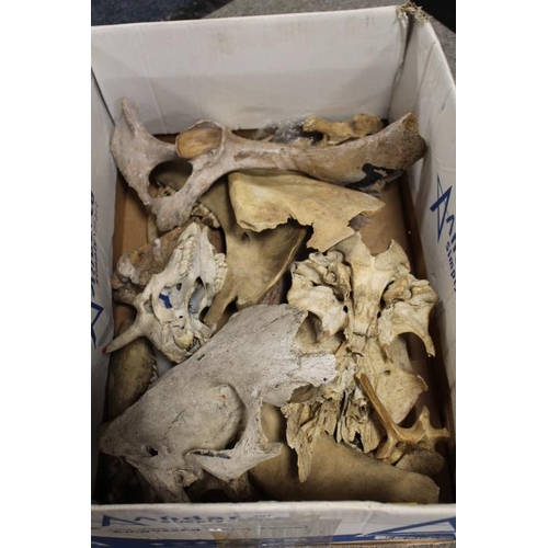 207 - A TRAY OF ASSORTED ANIMAL BONES ETC