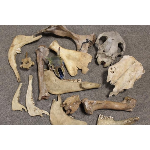 207 - A TRAY OF ASSORTED ANIMAL BONES ETC