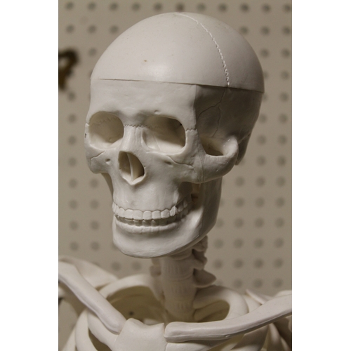 228 - A SKELETON FIGURE ON STAND