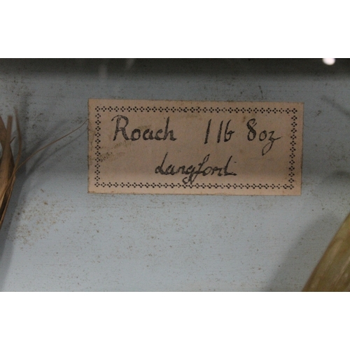 247 - A GLASS CASED TAXIDERMY MODEL OF A ROACH IN NATURALISTIC SETTING