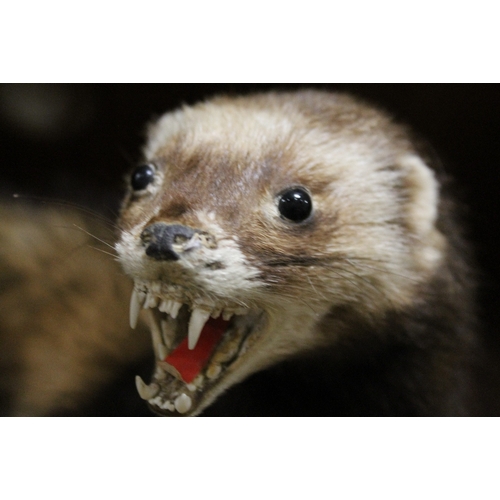 249 - A TAXIDERMY POLECAT