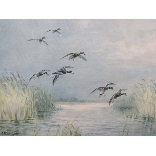 18 - A ROLAND GREEN SIGNED PRINT ENTITLED MALLARD COMING IN TO LAND