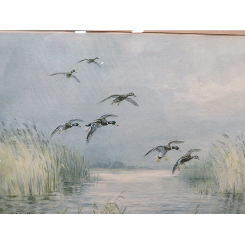 18 - A ROLAND GREEN SIGNED PRINT ENTITLED MALLARD COMING IN TO LAND