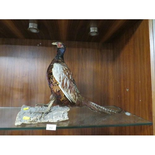 202 - A TAXIDERMY PHEASANT