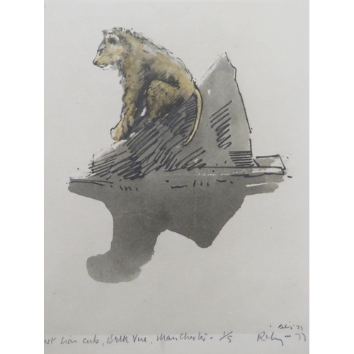 13 - HAROLD RILEY (b.1934). Study of a lion cub 'Last Lion Cub, Belle Vue, Manchester', signed and dated ... 