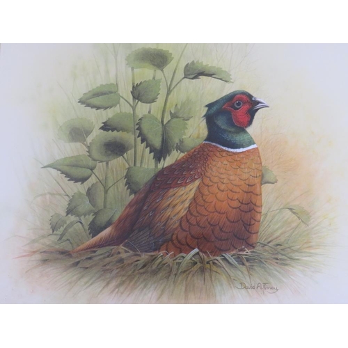 45 - DAVID ALAN FINNEY (b. 1961). Study of a pheasant sitting on a nest, signed lower mid to right, water... 