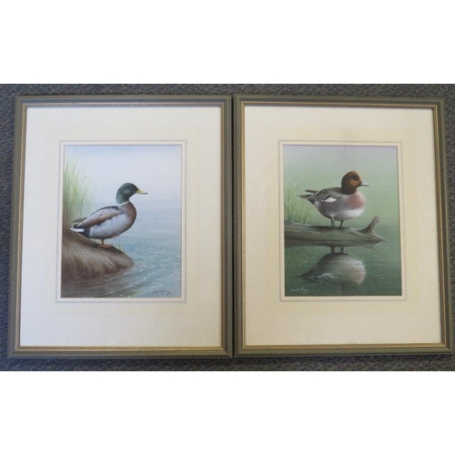 48 - DAVID ALAN FINNEY (b1961). A pair of studies of Teal and Mallard by reed beds, one singed lower righ... 