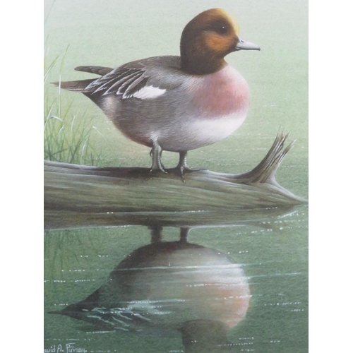 48 - DAVID ALAN FINNEY (b1961). A pair of studies of Teal and Mallard by reed beds, one singed lower righ... 