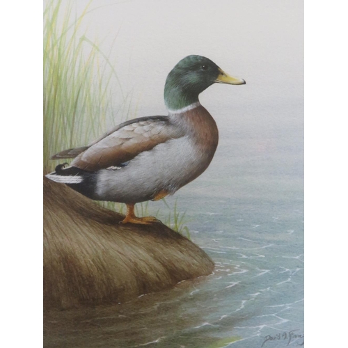 20 - DAVID ALAN FINNEY (b1961). A pair of studies of Teal and Mallard by reed beds, one singed lower righ... 