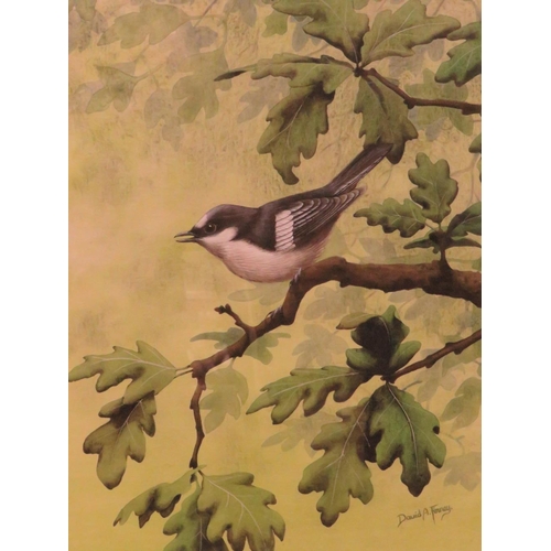 21 - DAVID ALAN FINNEY (b.1961). Study of a pied wagtail in an oak tree, see verso, signed lower right, w... 