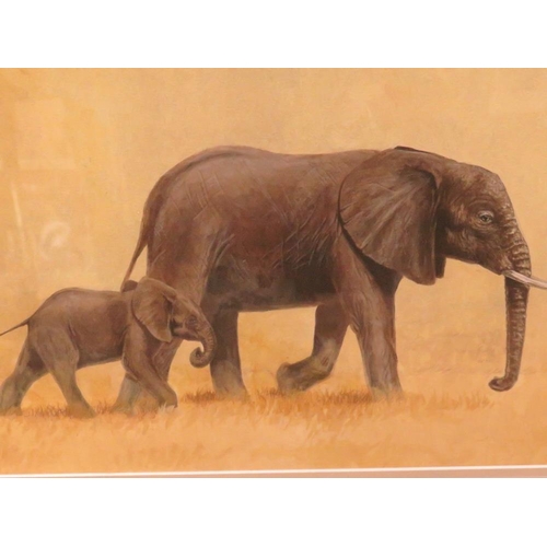 23 - JULIE G ASKEW - A WATERCOLOUR DEPICTING AN ELEPHANT & CALF 23 x 40 cm