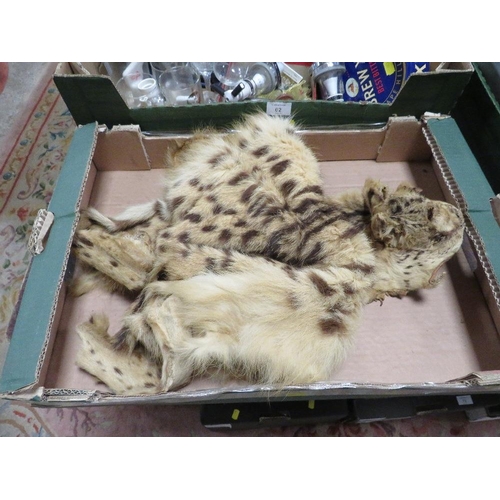 61 - A WILD CAT PELT